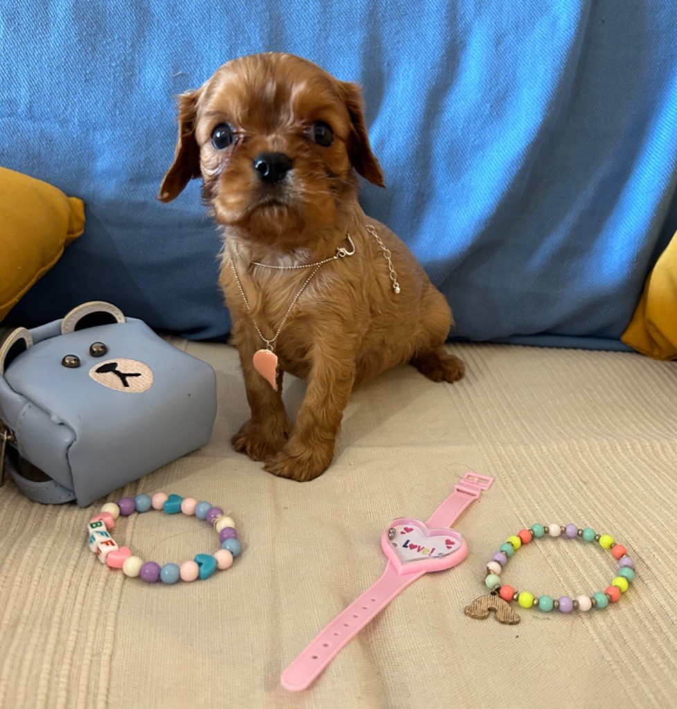 de L'école des Verrières - Chiot disponible  - Cavalier King Charles Spaniel