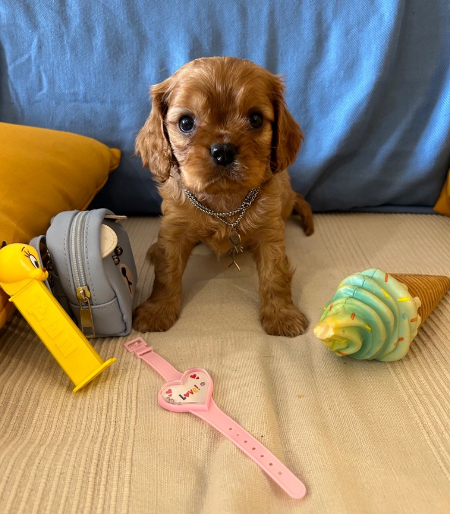 de L'école des Verrières - Chiot disponible  - Cavalier King Charles Spaniel