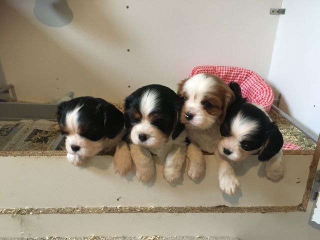 de L'école des Verrières - Cavalier King Charles Spaniel - Portée née le 26/11/2020