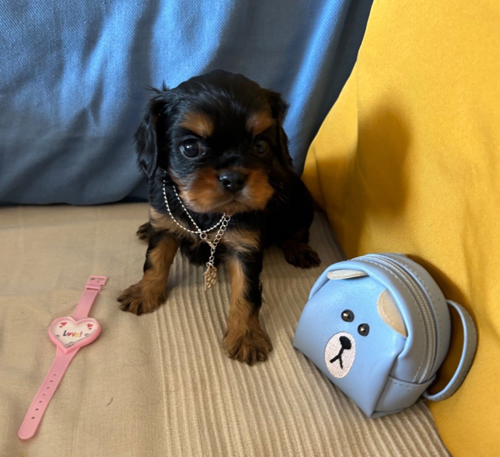 de L'école des Verrières - Chiot disponible  - Cavalier King Charles Spaniel