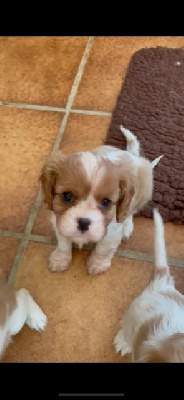 de L'école des Verrières - Cavalier King Charles Spaniel - Portée née le 01/07/2022