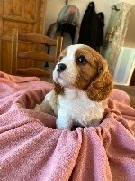 de L'école des Verrières - Cavalier King Charles Spaniel - Portée née le 04/05/2021