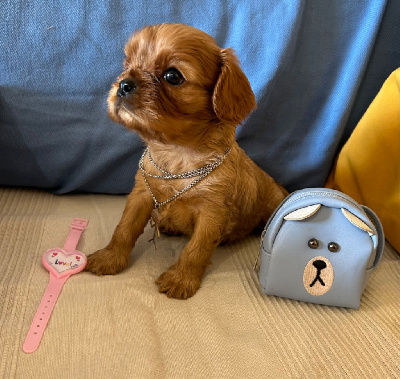 de L'école des Verrières - Cavalier King Charles Spaniel - Portée née le 05/09/2024