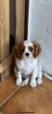 de L'école des Verrières - Cavalier King Charles Spaniel - Portée née le 25/11/2021