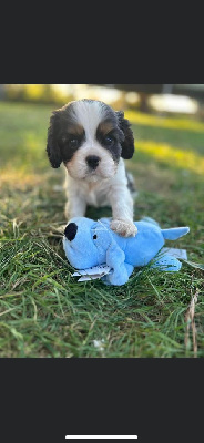 de L'école des Verrières - Cavalier King Charles Spaniel - Portée née le 26/07/2023