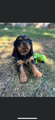 de L'école des Verrières - Cavalier King Charles Spaniel - Portée née le 09/07/2023