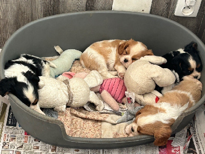 de L'école des Verrières - Cavalier King Charles Spaniel - Portée née le 16/07/2024