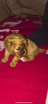 de L'école des Verrières - Cavalier King Charles Spaniel - Portée née le 27/05/2022