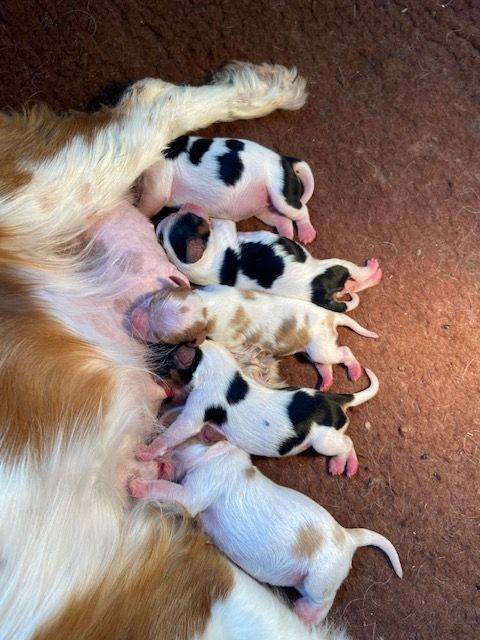 chiot Cavalier King Charles Spaniel de L'école des Verrières