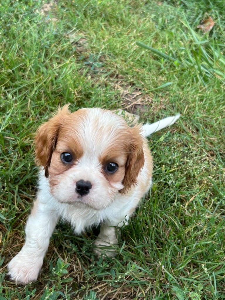 de L'école des Verrières - Chiot disponible  - Cavalier King Charles Spaniel