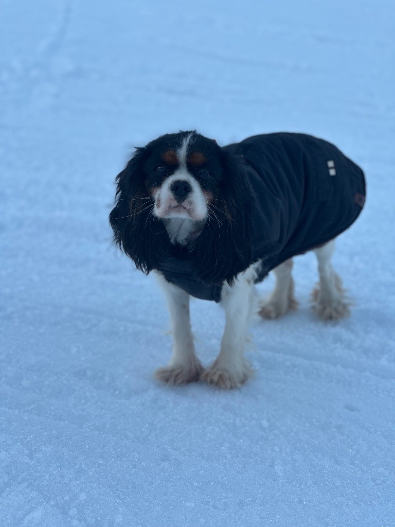 Uline Du Bois Des Girardons