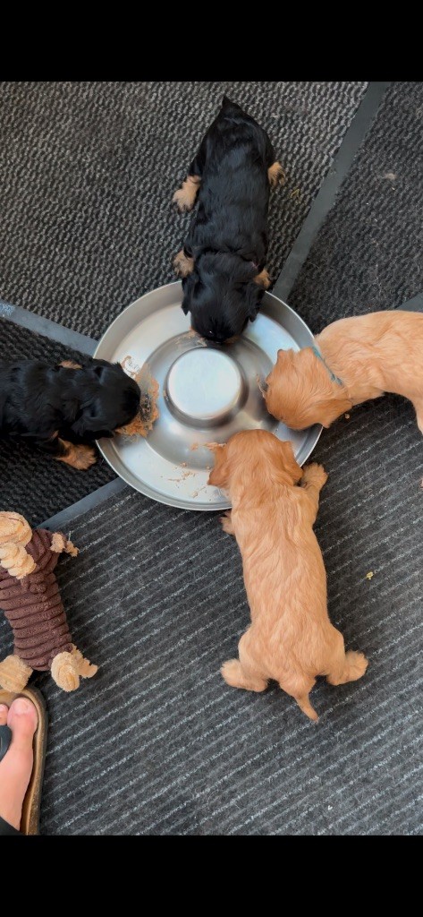 Chiot Cavalier King Charles Spaniel de L'école des Verrières