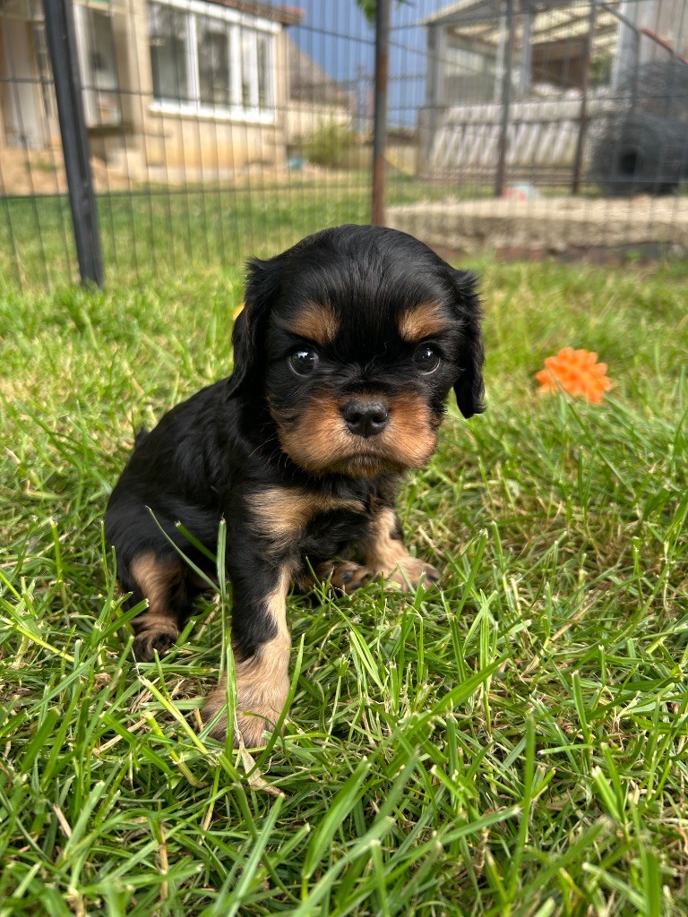 de L'école des Verrières - Chiots disponibles - Cavalier King Charles Spaniel