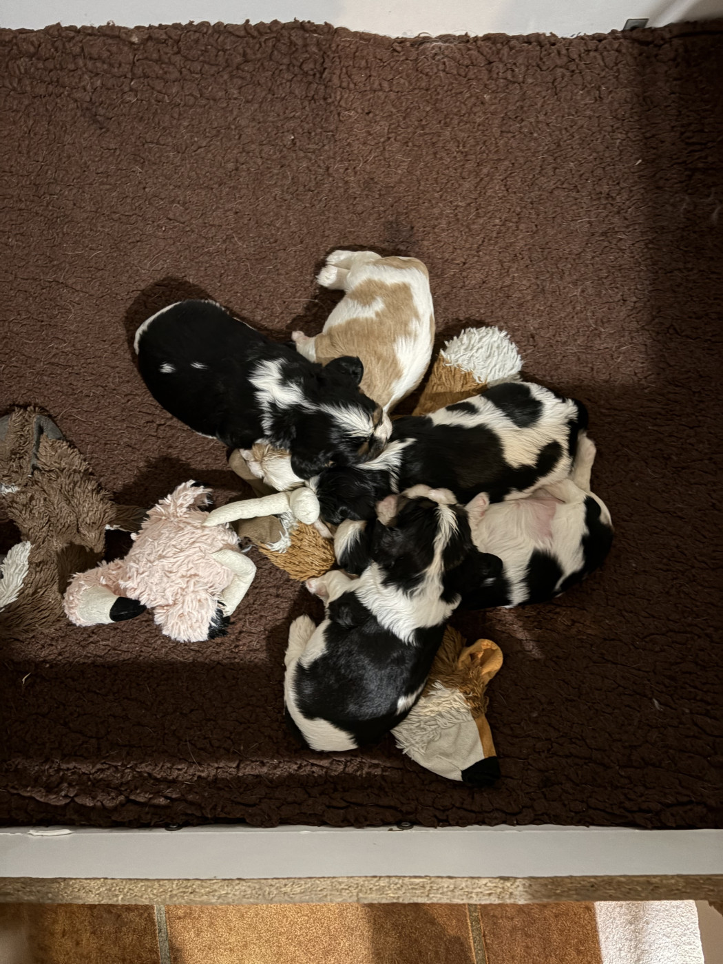 de L'école des Verrières - Cavalier King Charles Spaniel - Portée née le 09/04/2026