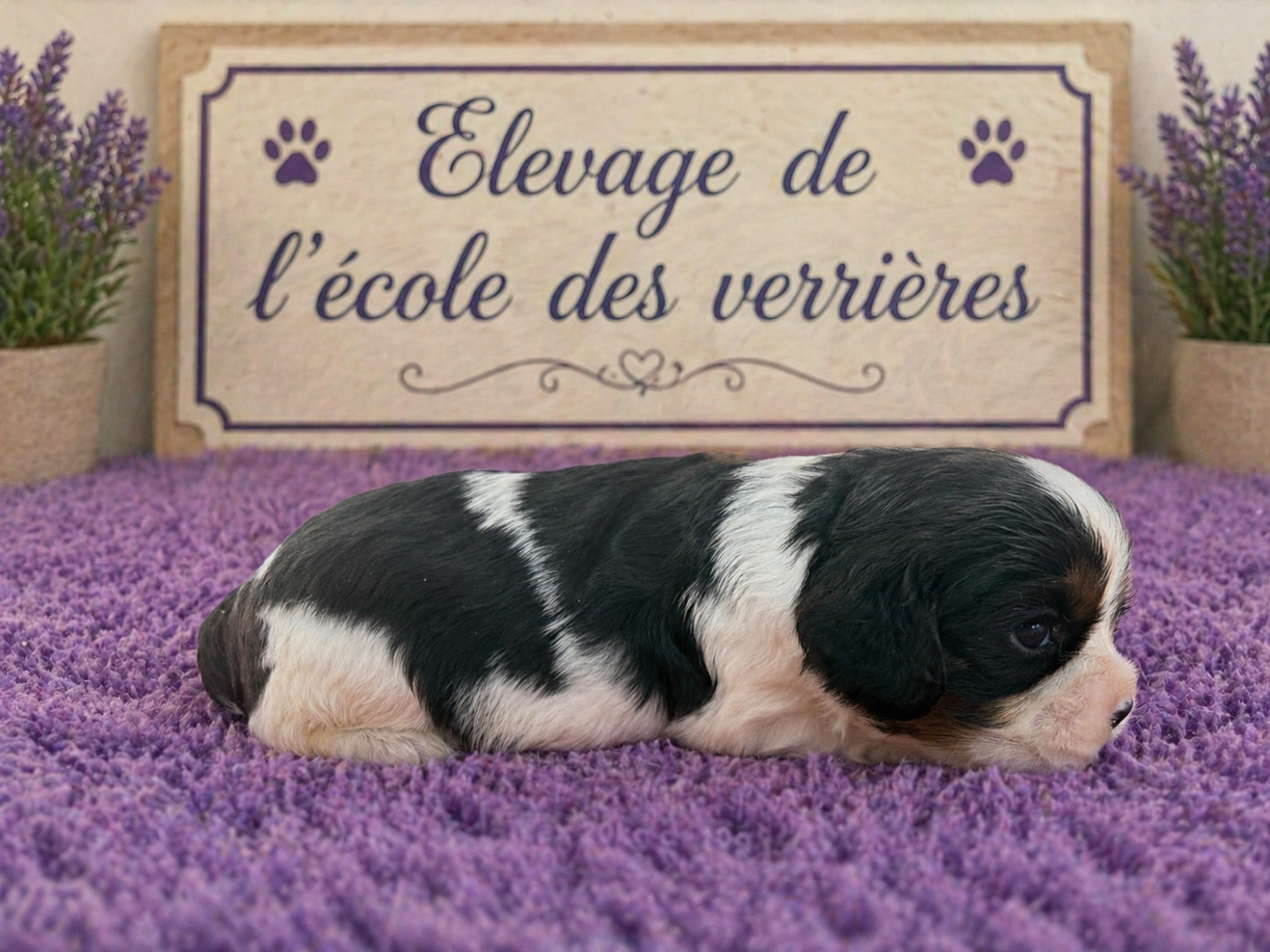 de L'école des Verrières - Chiots disponibles - Cavalier King Charles Spaniel