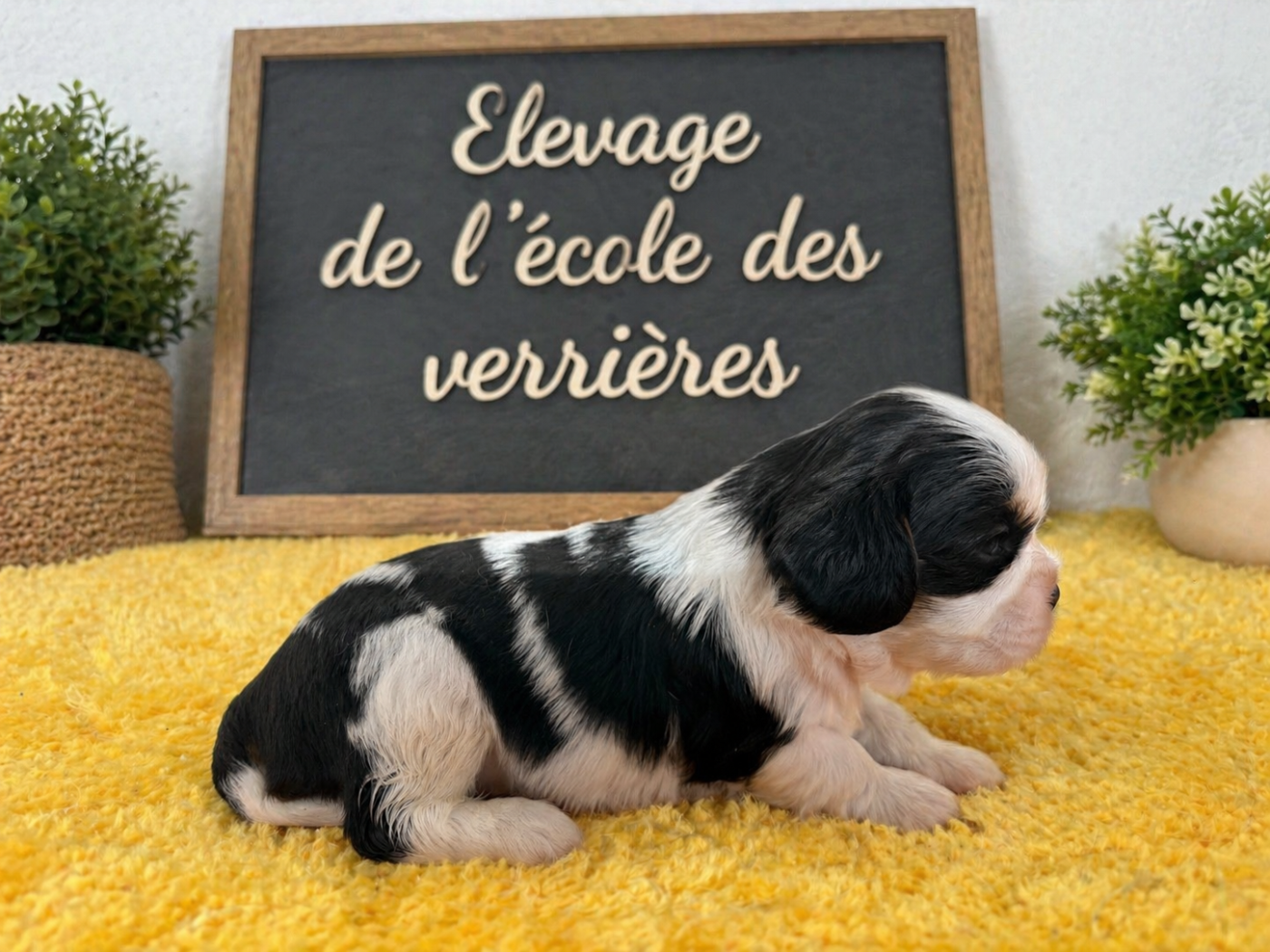 de L'école des Verrières - Chiots disponibles - Cavalier King Charles Spaniel