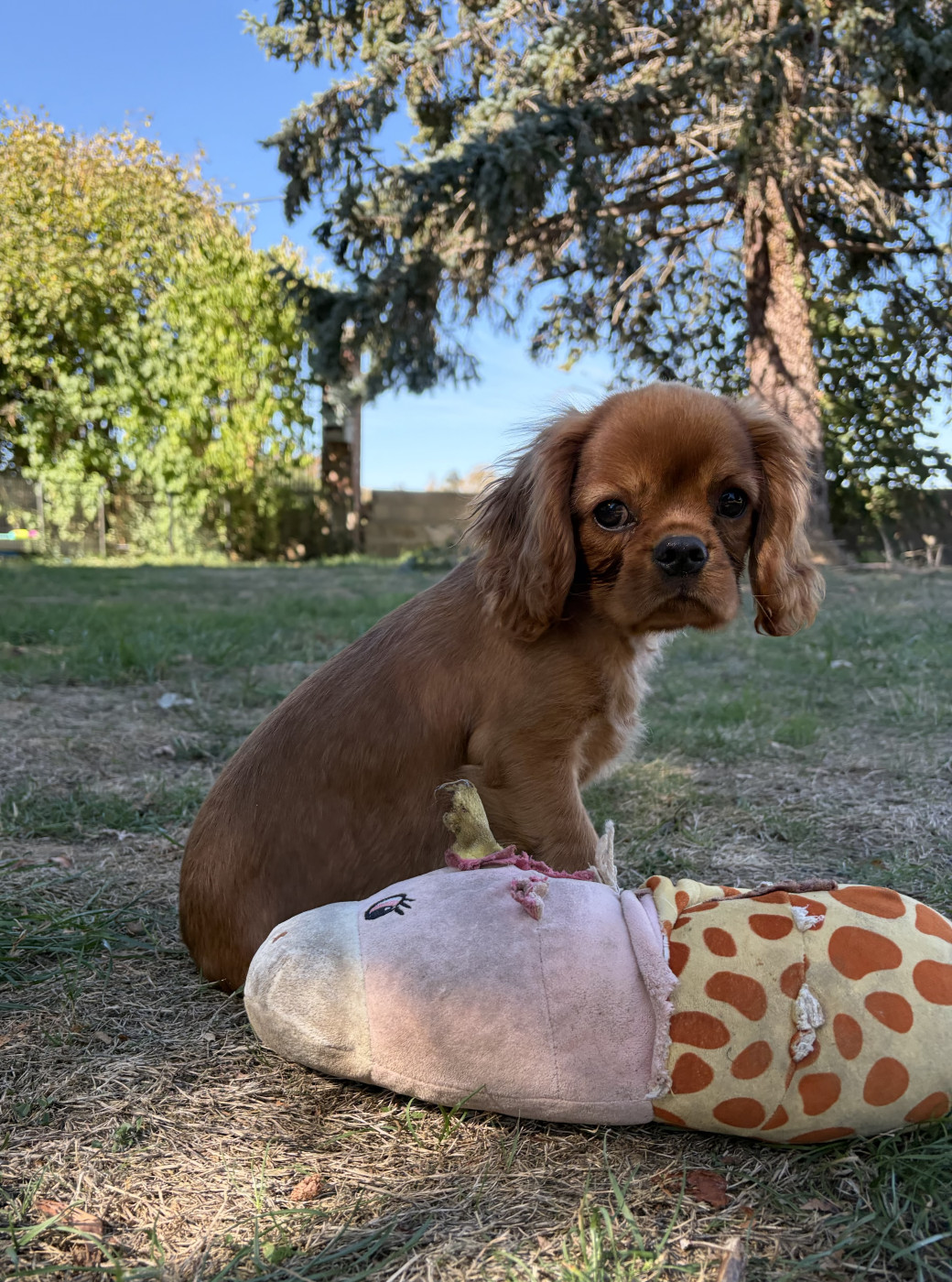 de L'école des Verrières - Chiots disponibles - Cavalier King Charles Spaniel