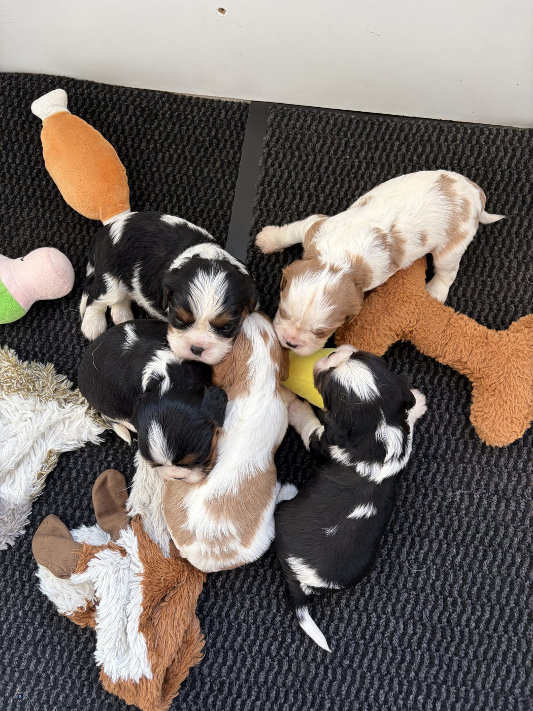 Chiot Cavalier King Charles Spaniel de L'école des Verrières