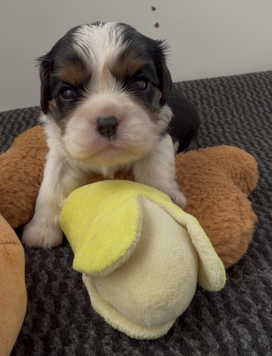 de L'école des Verrières - Chiots disponibles - Cavalier King Charles Spaniel