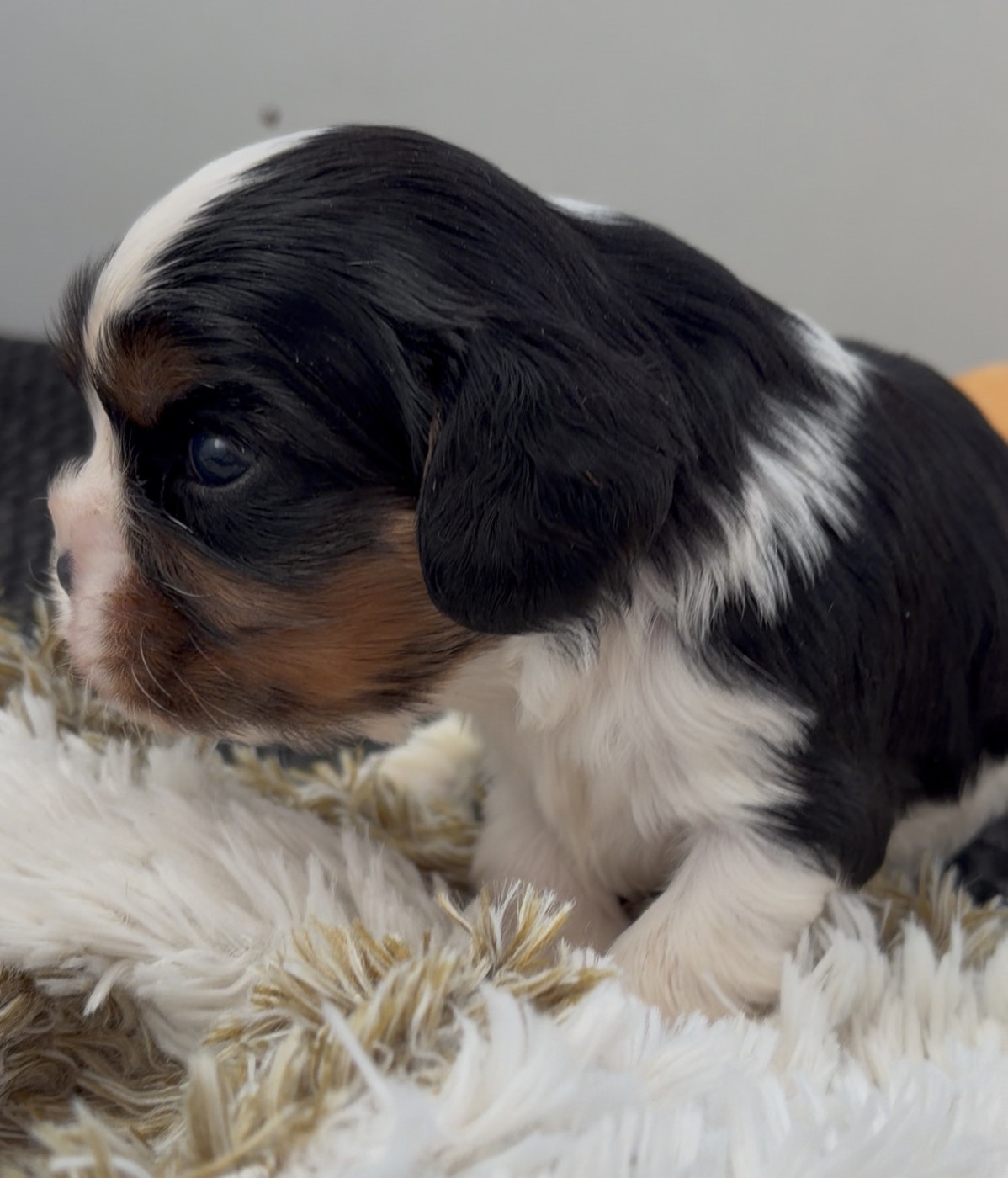 de L'école des Verrières - Chiots disponibles - Cavalier King Charles Spaniel