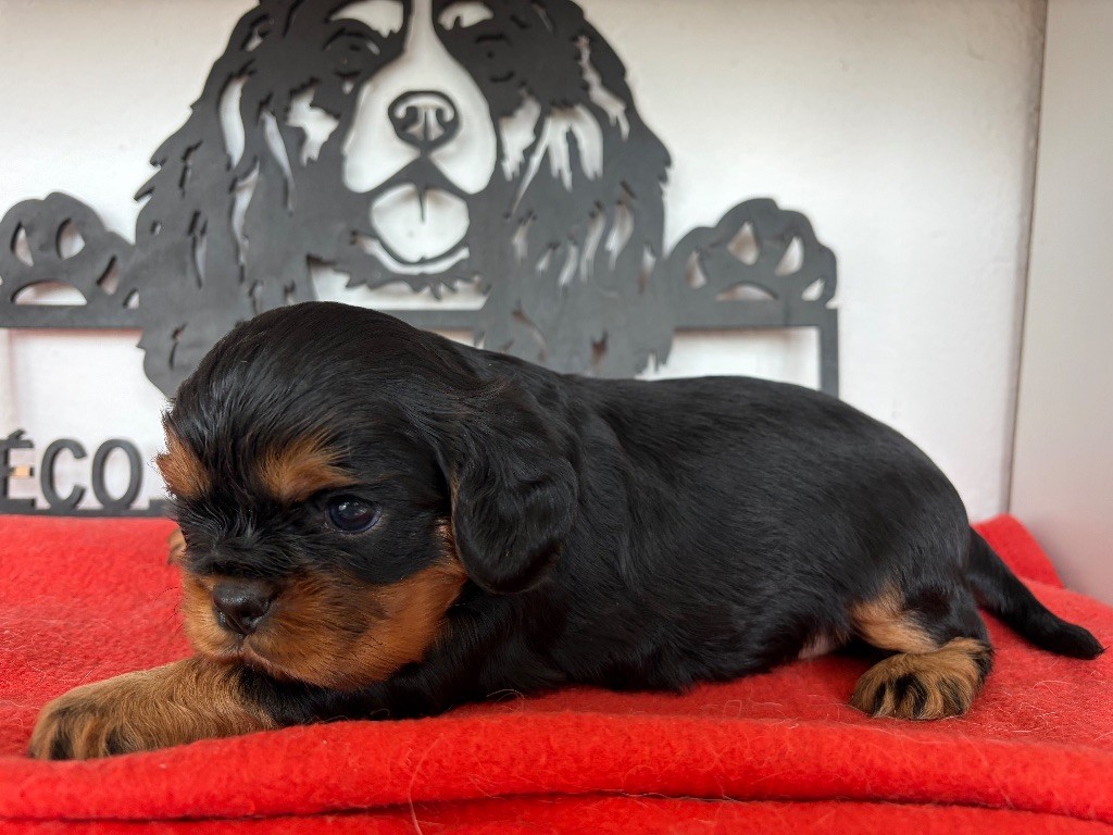 de L'école des Verrières - Chiots disponibles - Cavalier King Charles Spaniel