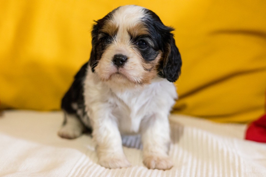 de L'école des Verrières - Chiots disponibles - Cavalier King Charles Spaniel