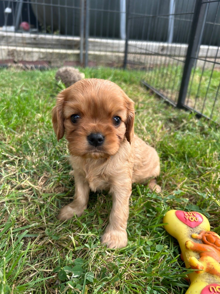 de L'école des Verrières - Chiots disponibles - Cavalier King Charles Spaniel