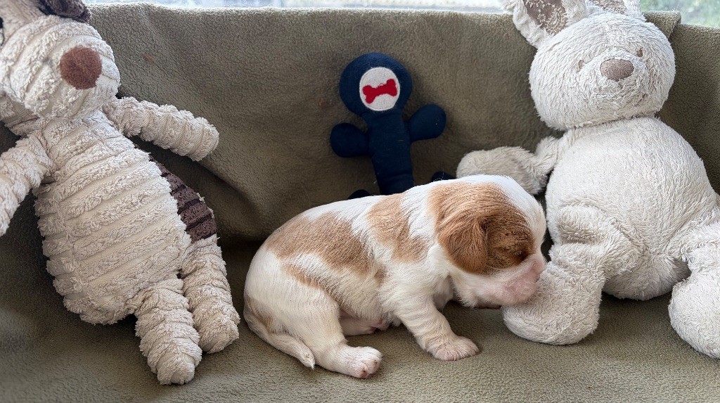 de L'école des Verrières - Chiots disponibles - Cavalier King Charles Spaniel