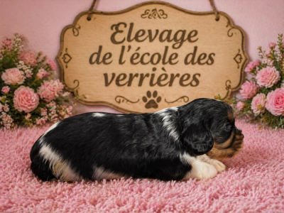 Chiot N°2