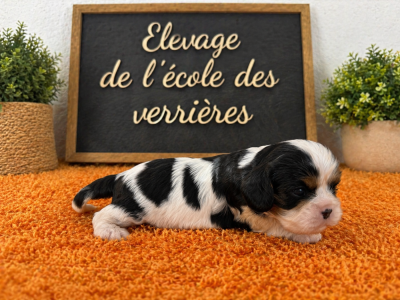 Chiot N°5
