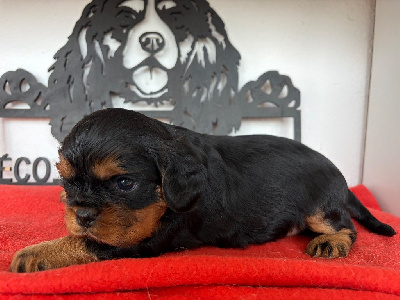 CHIOT 2