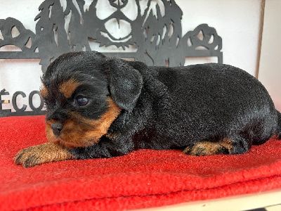 Arlo