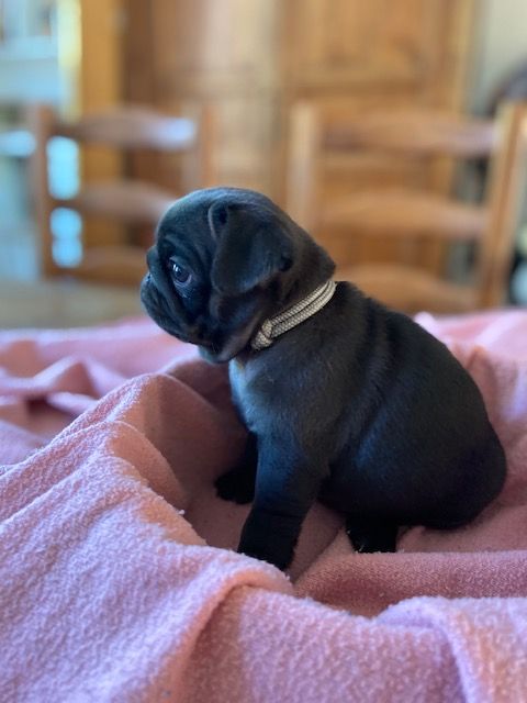 de L'école des Verrières - Carlin - Portée née le 08/05/2021