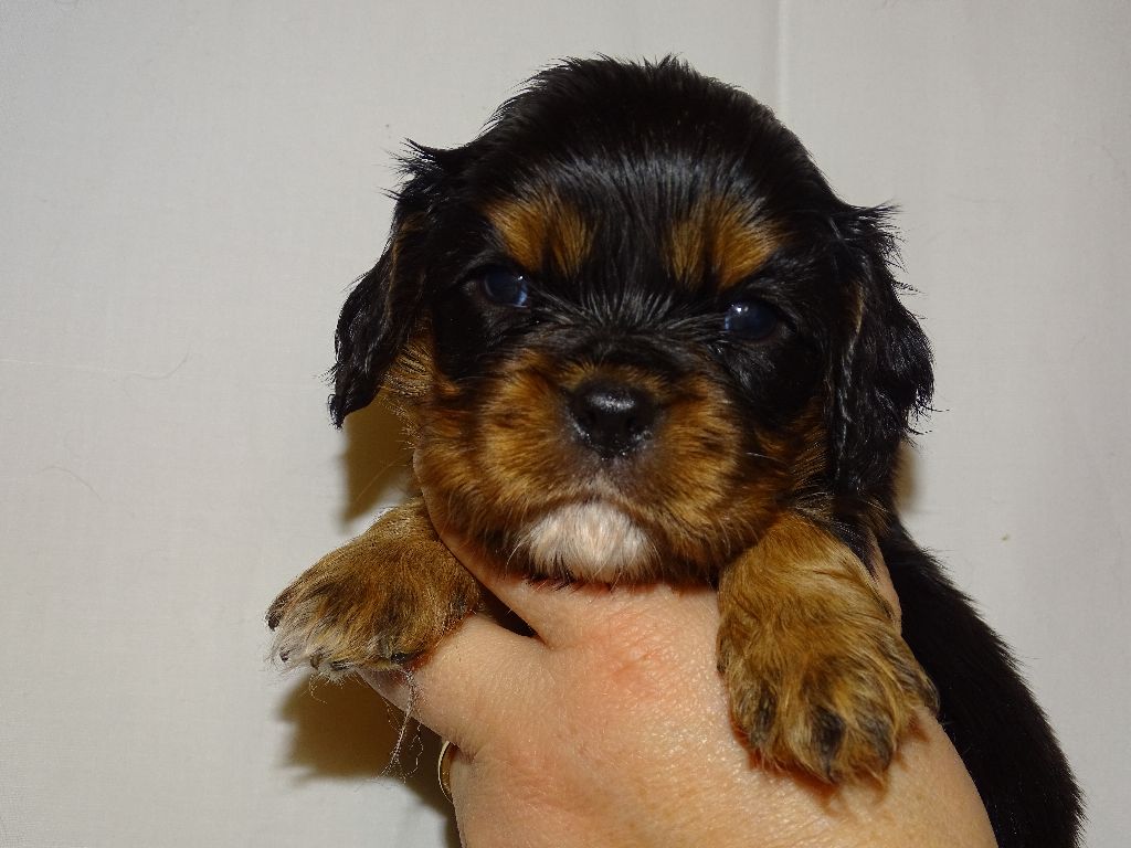 de L'école des Verrières - Cavalier King Charles Spaniel - Portée née le 14/12/2019