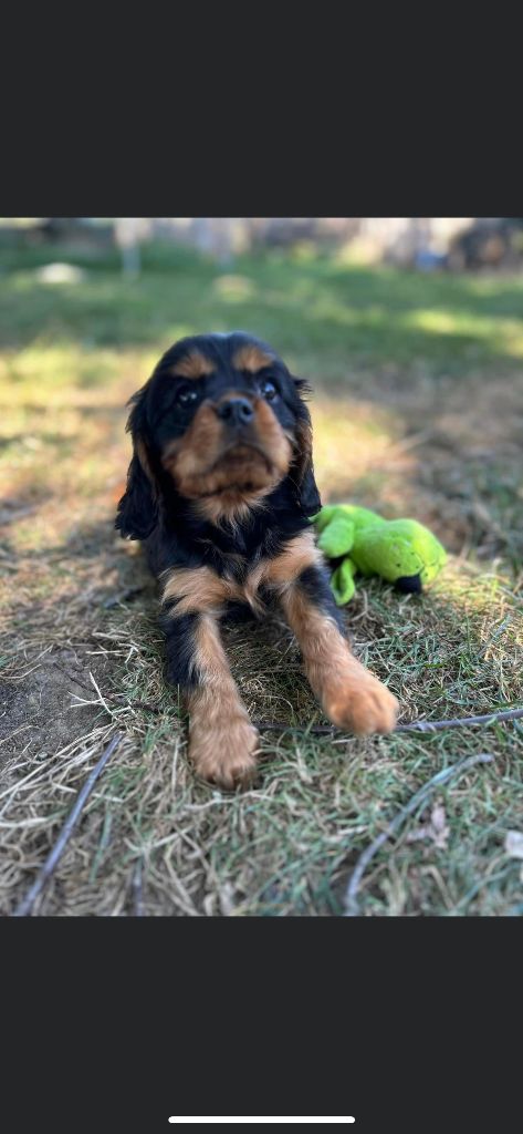 de L'école des Verrières - Chiots disponibles - Cavalier King Charles Spaniel