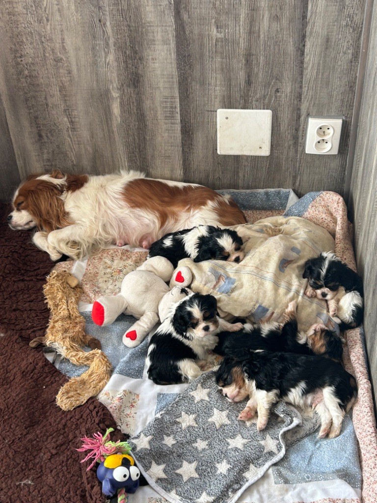 de L'école des Verrières - Cavalier King Charles Spaniel - Portée née le 26/01/2024